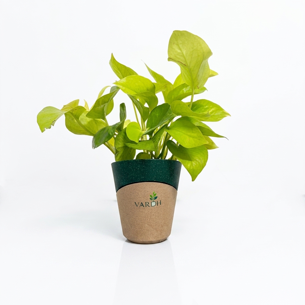 Golden Money Plant