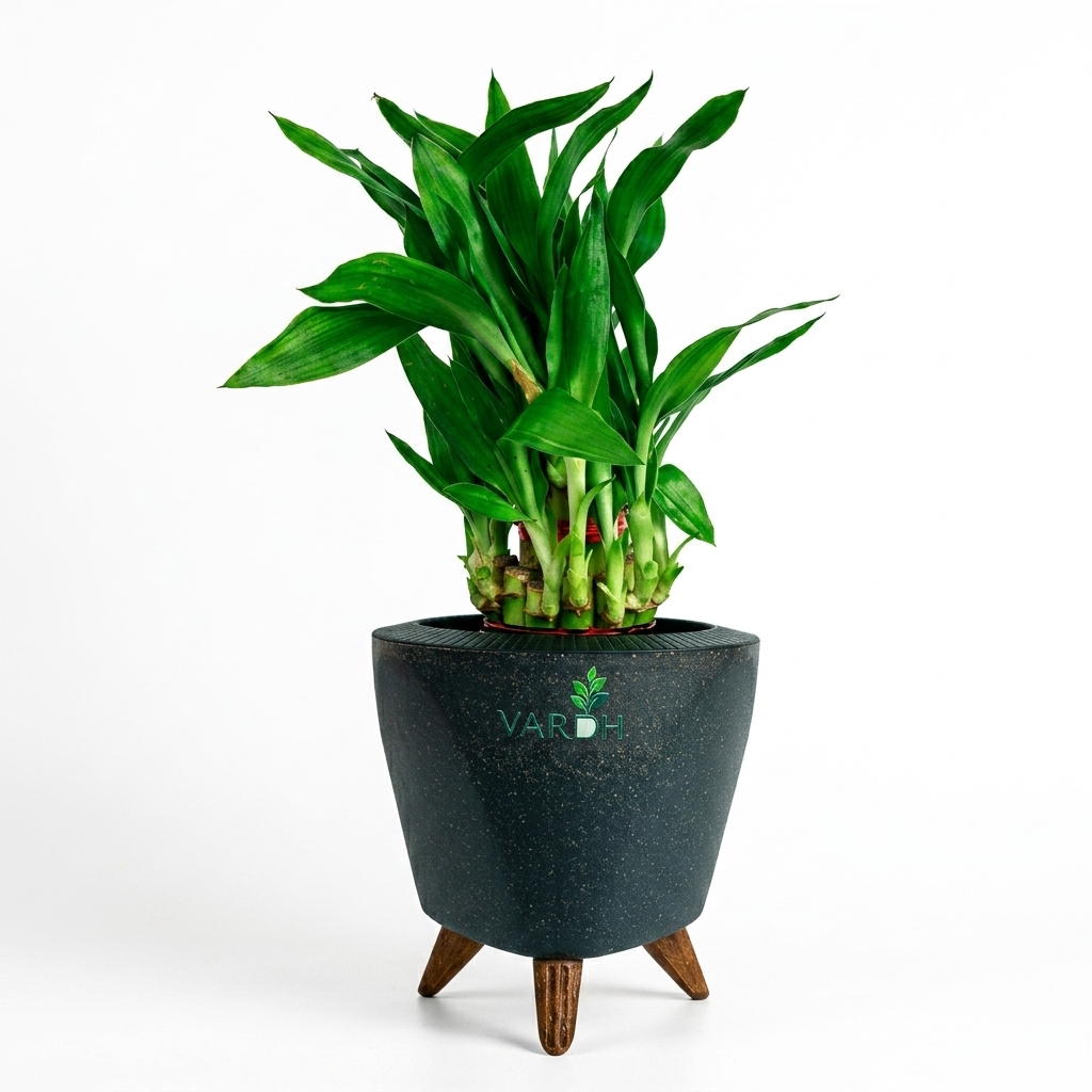 Lucky Bamboo Plant