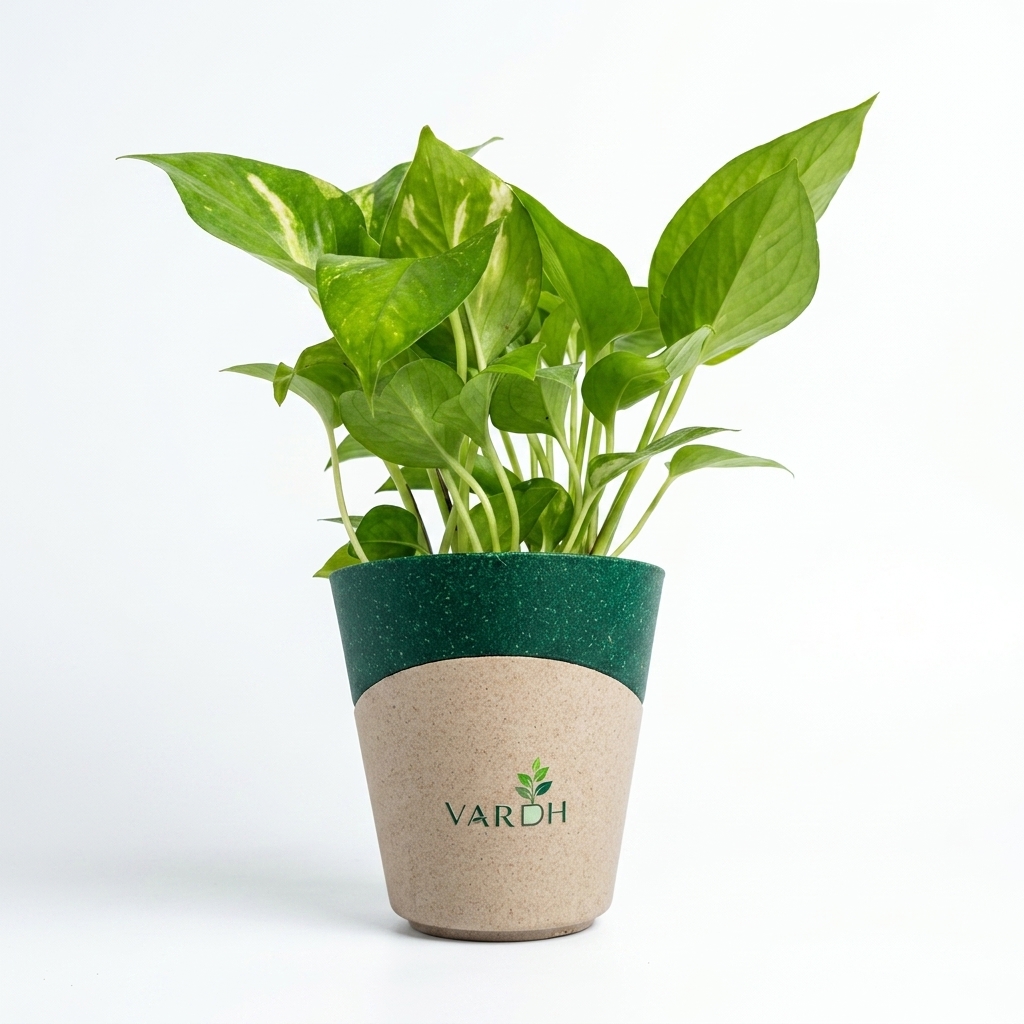 Money Plant
